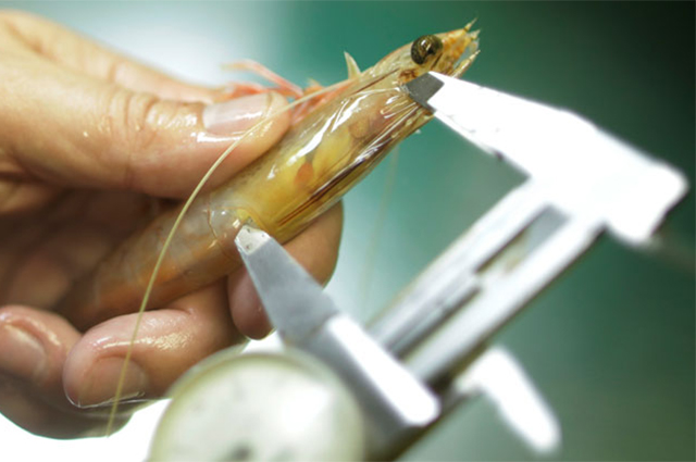 A person measuring a Spencer Gulf King Prawn with metal measuring instrument